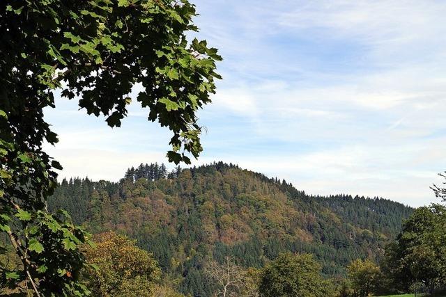 Gemeindewald bringt 92 000 Euro Gewinn