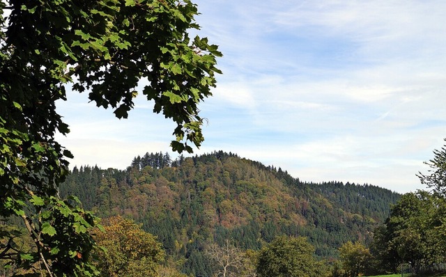 Derzeit werden im Gemeindewald vorwiegend Laubbume geerntet.  | Foto: Silke Hartenstein