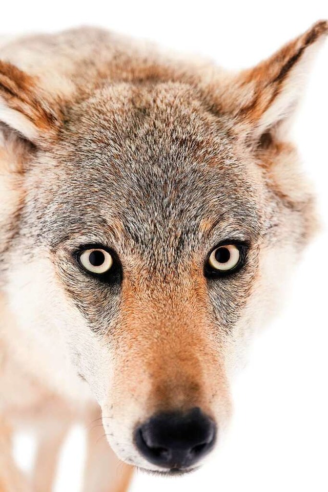 Diese junge Grauwlfin ist im Museum Natur und Mensch zu sehen.  | Foto: Axel Killian