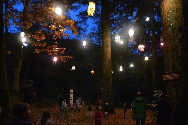LED-Lampions leuchten bis Jahresende im Buchenbrndle in Schnau