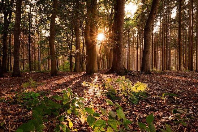 Rheinfelden zahlt knapp 200.000 Euro für den Wald