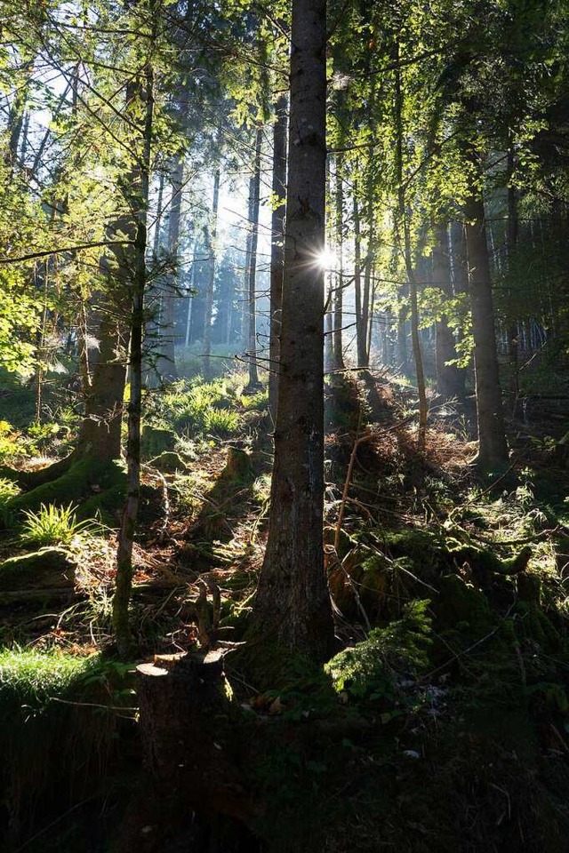 Der Wald in Laufenburg soll weiter verjngt werden.  | Foto: Lisa Petrich