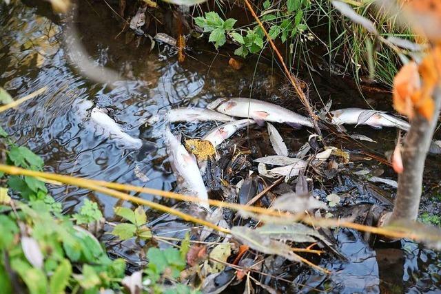 Fischsterben in Waldshut-Tiengen gibt Rätsel auf