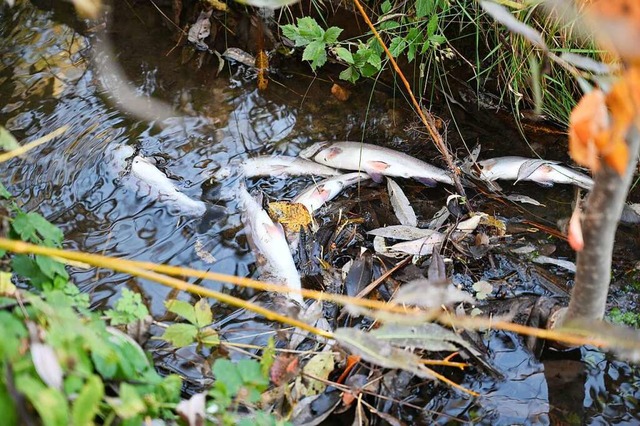 Im Gurtweiler Landgraben mehren sich i...ine klare Ursache festgestellt worden.  | Foto: Alfred Scheuble