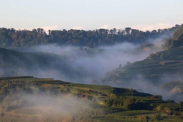 Sanfter Nebel im Kaiserstuhl.  | Foto: Picasa/ Peter Galli