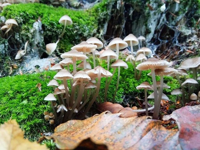 Pilze im Moos &#8211; einfach ein schner Anblick im herbstlichen Wald!  | Foto: Gabriele Weber-Jenisch
