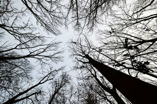 Kranke Eschen werden auch in March verstrkt gefllt.  | Foto: Jens Kalaene