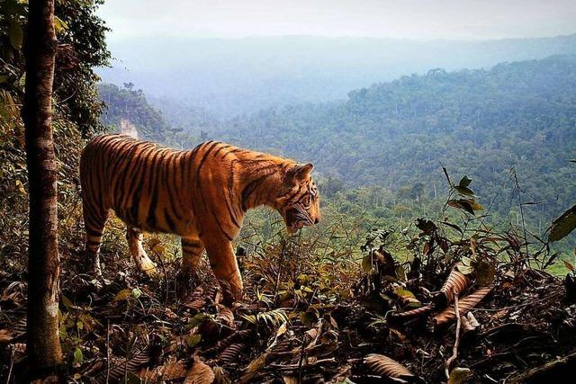 Große Wildtiere in Asien gedeihen besonders gut nahe Siedlungen