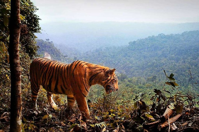 berraschend: Die Population von Tiger...sich nahe menschlicher Siedlungen gut.  | Foto: Matthew Luskin (dpa)