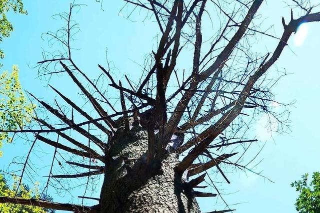 Beim Thema Wald sind sich die Gemeinderte in Maulburg einig