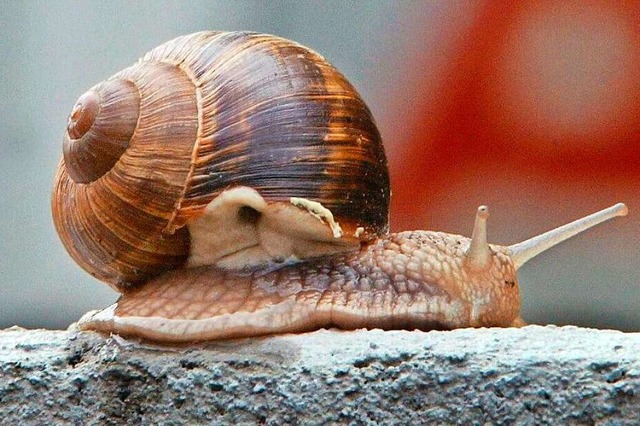 Eine Schnecke hat die Ampel am Hausener Bahnhof lahmgelegt.  | Foto: A3542 Karl-Josef Hildenbrand