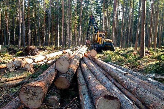In Friedenweiler hat der Umbau zum klimaresistenten Forst begonnen