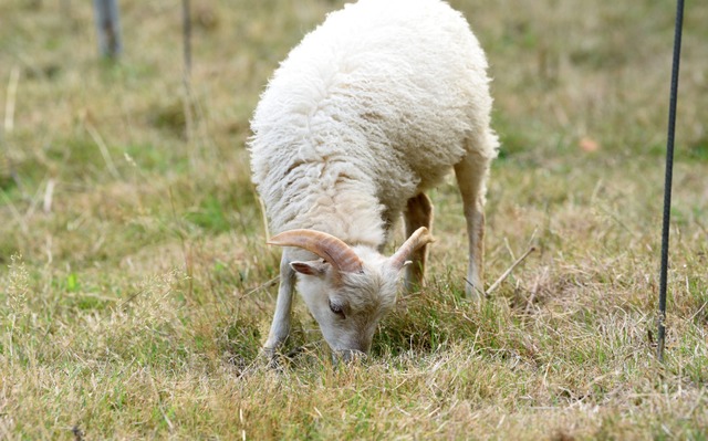 Ein Schaf wurde in Lahr gerissen (Symbolbild).  | Foto: Rita Eggstein