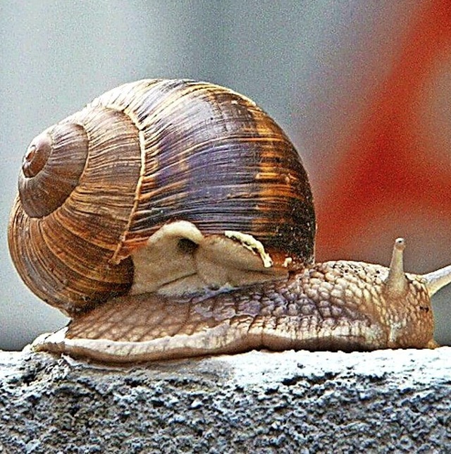 Eine Schnecke hat die Ampel am Hausener Bahnhof lahmgelegt.  | Foto: A3542 Karl-Josef Hildenbrand