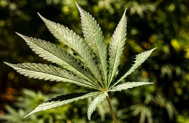 Cannabis knnte bald strker in Freibu...Freiburg will darauf vorbereitet sein.  | Foto: FADEL SENNA (AFP)