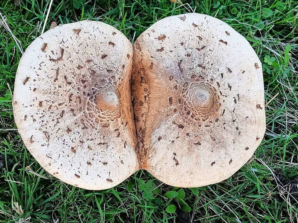 Hochzeit der Pilze im Kinzigtal Ortenaukreis Badische Zeitung