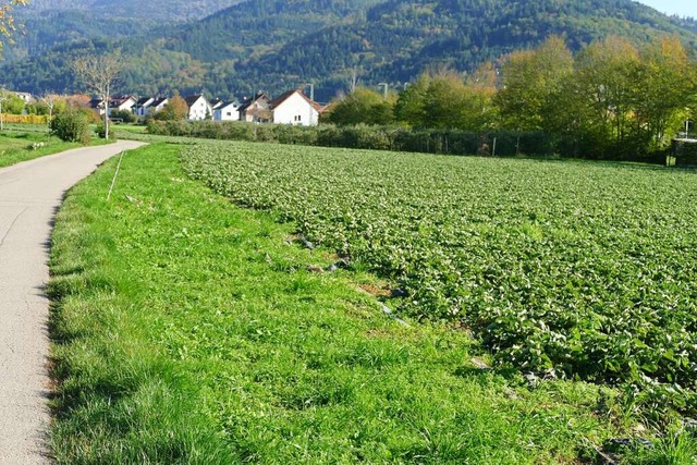 Die Untere Bannweid zieht sich an der ...en Ortsmitte/Rebberg und dem Friedhof.  | Foto: Sylvia Sredniawa