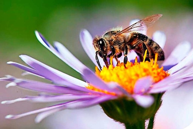 Ein Klassiker ist Damian Wegners Biene an Blte.  | Foto: Damian Wegner