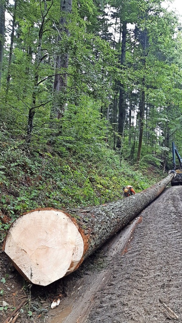 Auch hochwertigste Nadelholzstmme wie dieser Douglasienstamm fielen an.  | Foto: Forst BW