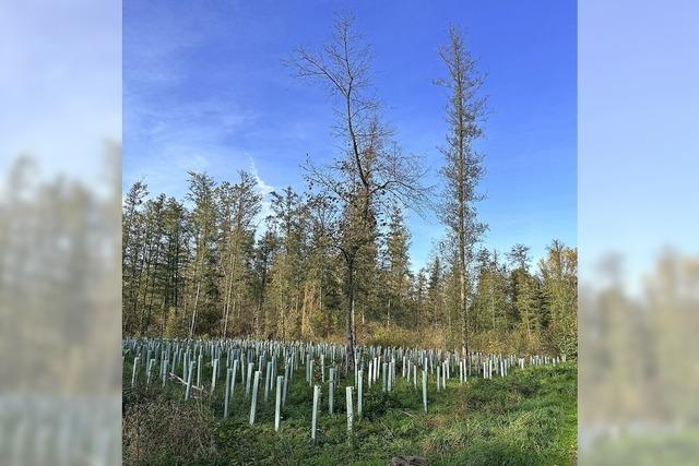Ein kranker Wald speichert weniger Kohlendioxid