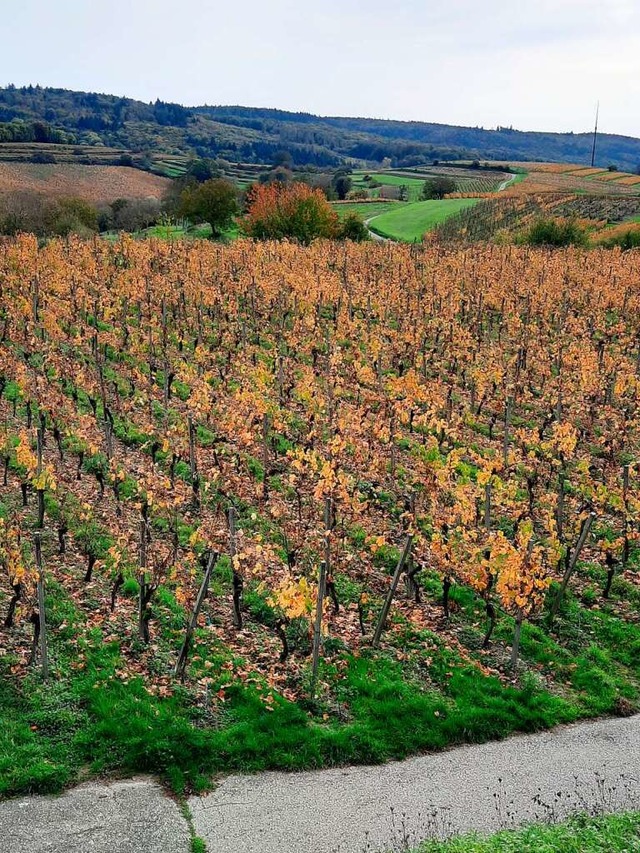 Die Weinberge in Nordweil  | Foto: Lotta Gehlen