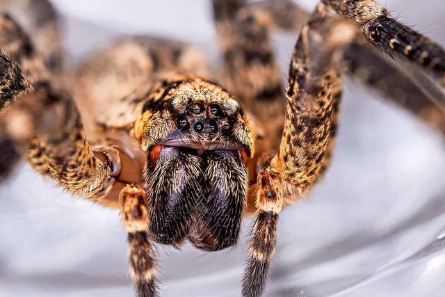 Nosferatu-Spinne  | Foto: H-J van AkkerenKenzingen