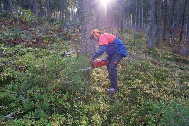 Schwarzwald- und Auerhuhnverein schaffen mit Motorsägen Licht im Wald, um Vögel zu schützen