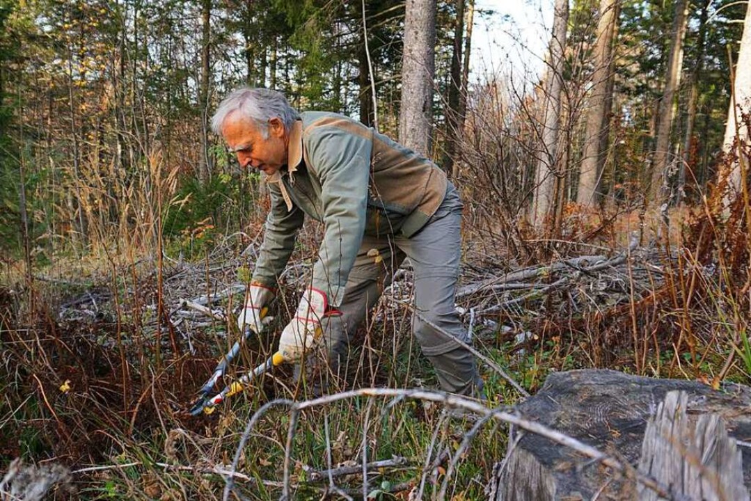 Franz Aiple vom Naturschutzbund hilft mit einer Astschere.  | Foto: Laura König