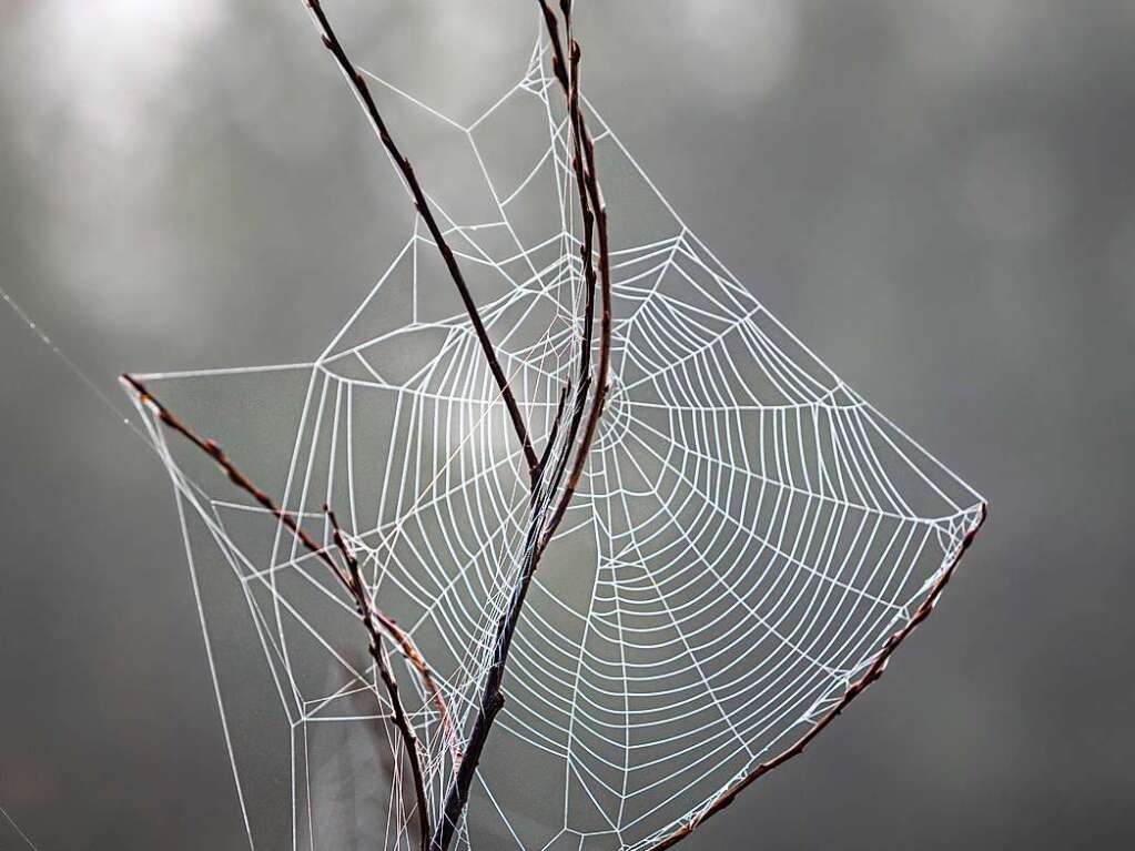 Spinnennetz mit Morgentau