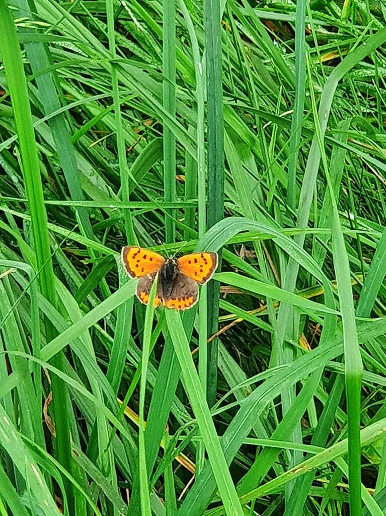 Diese „Blume“ entpuppte sich bei genauerem Hinsehen als Schmetterling.