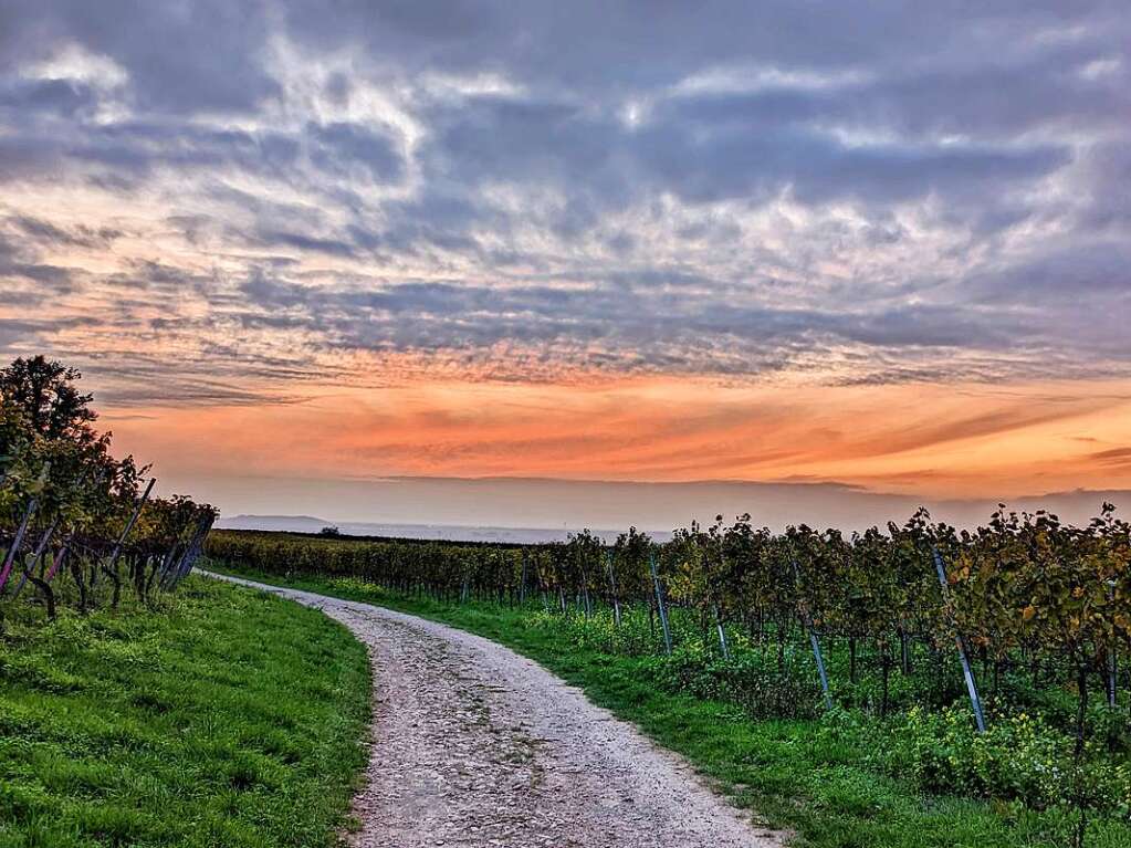 Farbenfroher Himmel in den Hecklinger Weinbergen