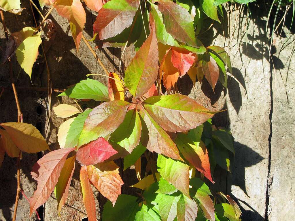 Buntes Herbstlaub bei Riegel