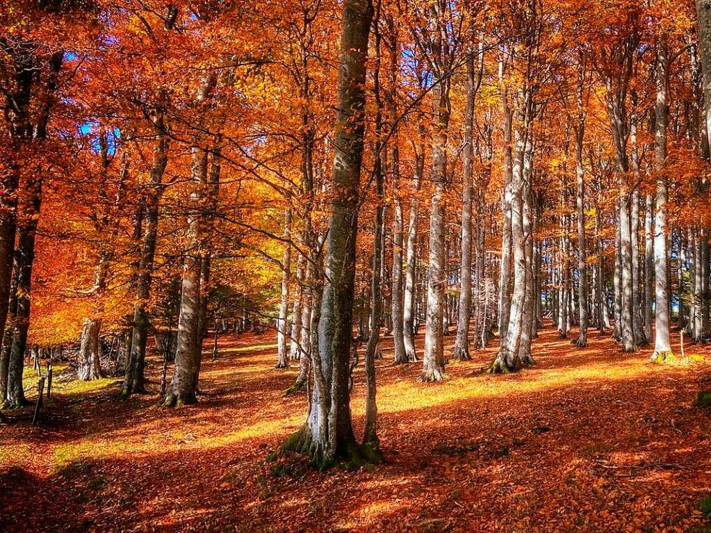 Der Herbstwald am Kandel