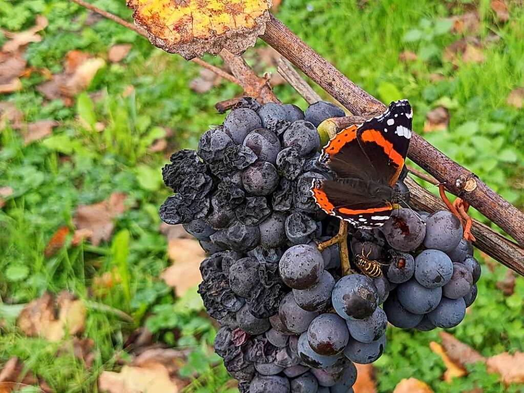 Der Admiral lsst sich die letzten Trauben schmecken.