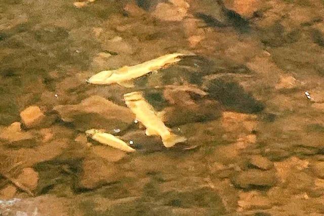 Im Ravennabach sind massenhaft Fische gestorben – Ursache unklar