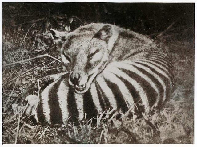 Das Foto von 1920 zeigt einen der letzten Tasmanischen Tiger.  | Foto: - (dpa)