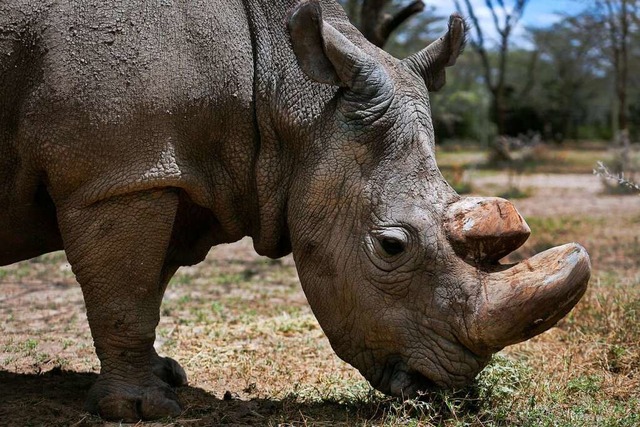 Viele Tierarten sind bereits ausgestor...che Breitmaulnashorn als ausgestorben.  | Foto: Str