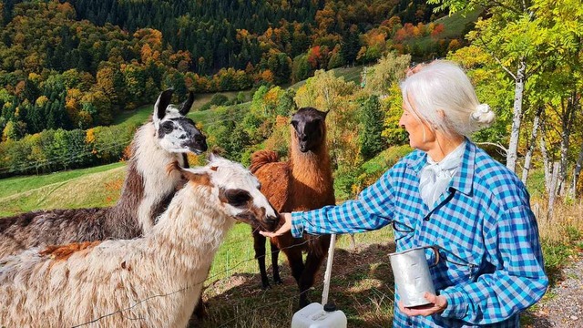 Brigitte Bhni vom Birkenhof im Weiler... fttert hier drei ihrer sieben Lamas.  | Foto: Gerald Nill