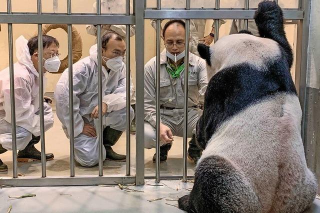 Chinesische Experten sollen Panda in Taiwan retten