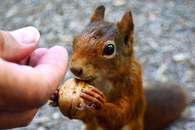 Fotoband erschienen über wohlgenährte Eichhörnchen in Hinterzarten