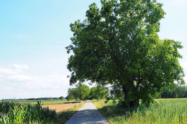 Die Nussbaumallee beim Hochstetter Feld ist eine der letzten in der Region.  | Foto: Carola Holweg