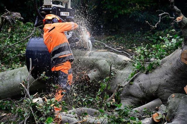 In ganz Freiburg werden kranke Bume gefllt