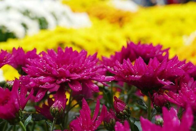 Die Chrysanthema ist für Lahr eine Vitaminspritze vor dem Winter