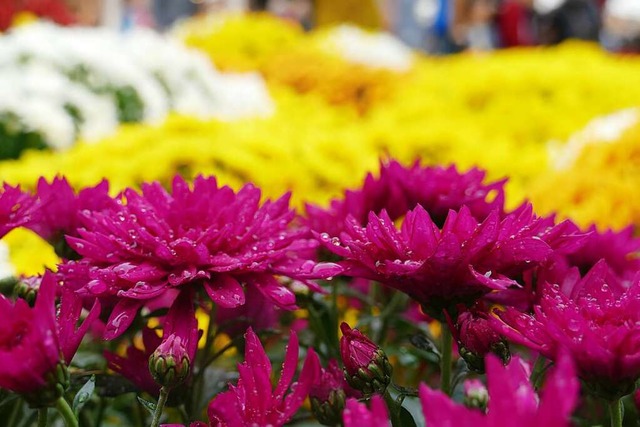 Bunte Blumenbeete lockten zahlreiche Besucher nach Lahr.  | Foto: Alena Ehrlich