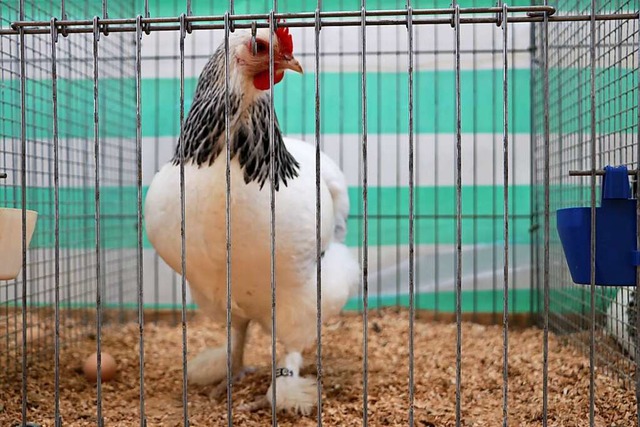 Sundheimer sind eine alte badische Hh...ner Zucht Bestnoten bei der Bewertung.  | Foto: Martha Weishaar