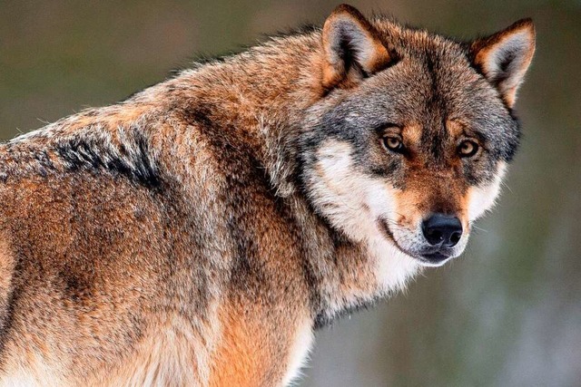 Sorgen macht die Ausbreitung des Wolfe...ie Sicherheit der Weidetiere frchten.  | Foto: Swen Pfrtner