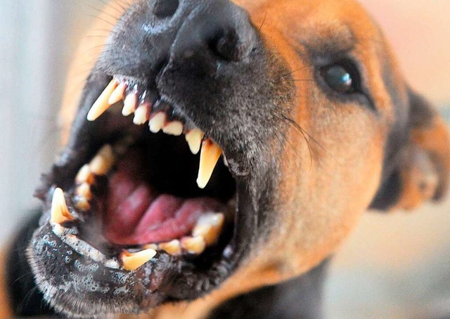 Ein Hund hat in Lahr ein Schaf gerissen (Symbolbild)  | Foto: Soeren Stache (dpa)