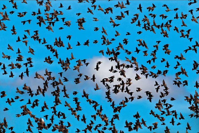 Vogelschwarm am Batzenberg.  | Foto: Tim Huber