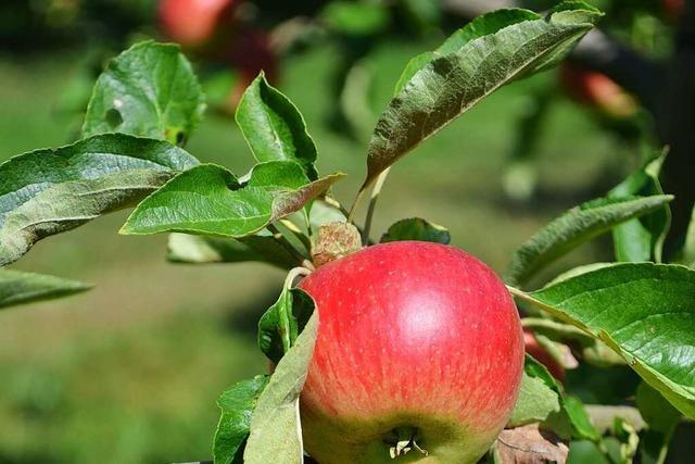 Aktionsjahr zum Thema Garten im Dreisamtal geplant