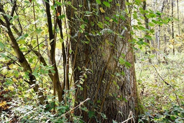 Vörstetten will Biodiversität im Gemeindewald erhöhen